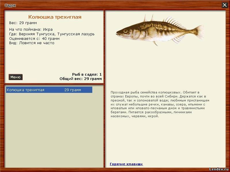 Рыба колюшка: описание, размножение, среда обитания и интересные факты :: syl.ru