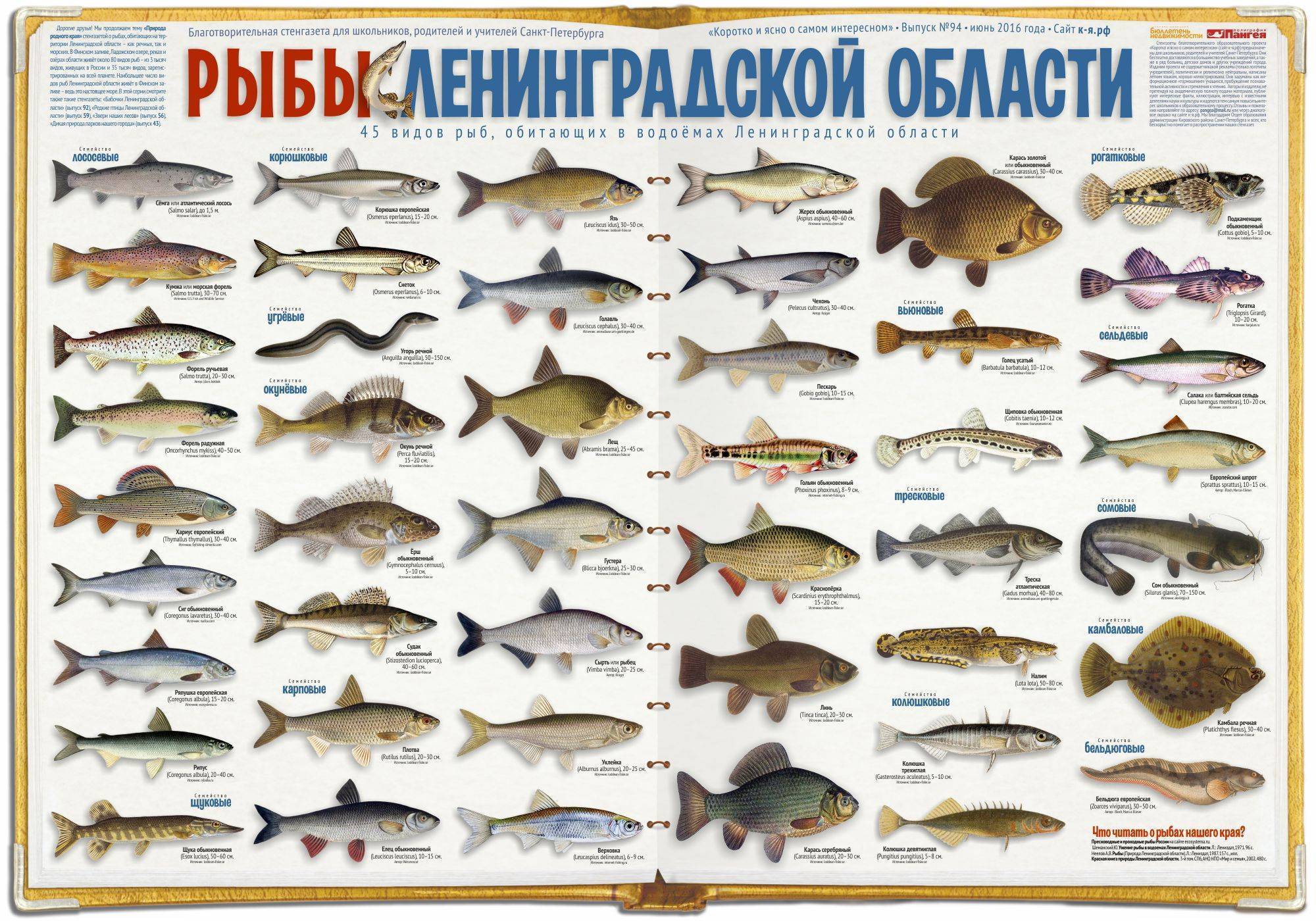 Виды речной рыбы: описание хищных и мирных пресноводных рыб