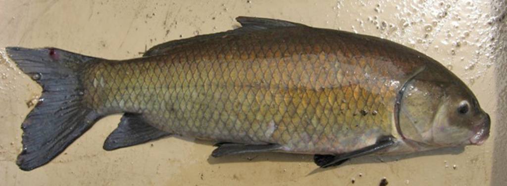 Буффало рыба: фото, википедия, описание