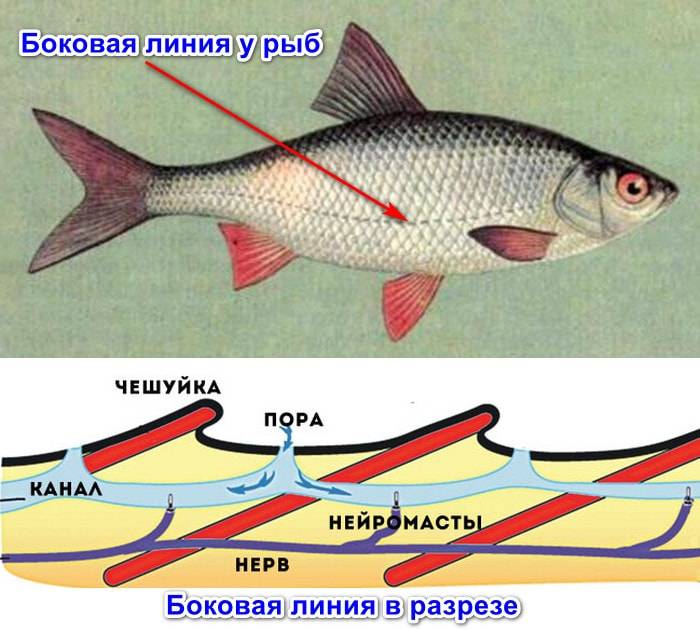 Органы чувств рыб. строение органов зрения, слуха, боковой линии