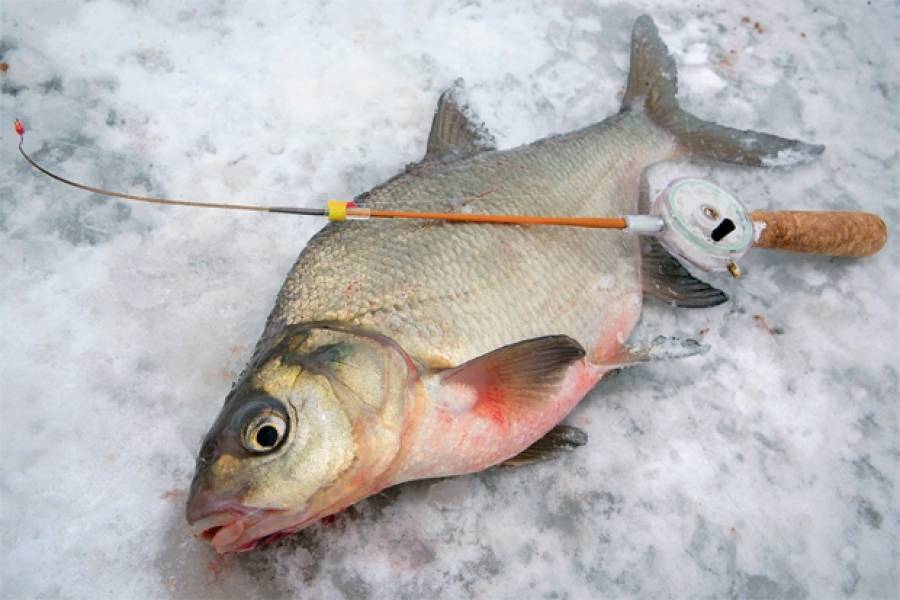 Рыбалка в марте - 2018: как ловить и на что клюет рыба в марте