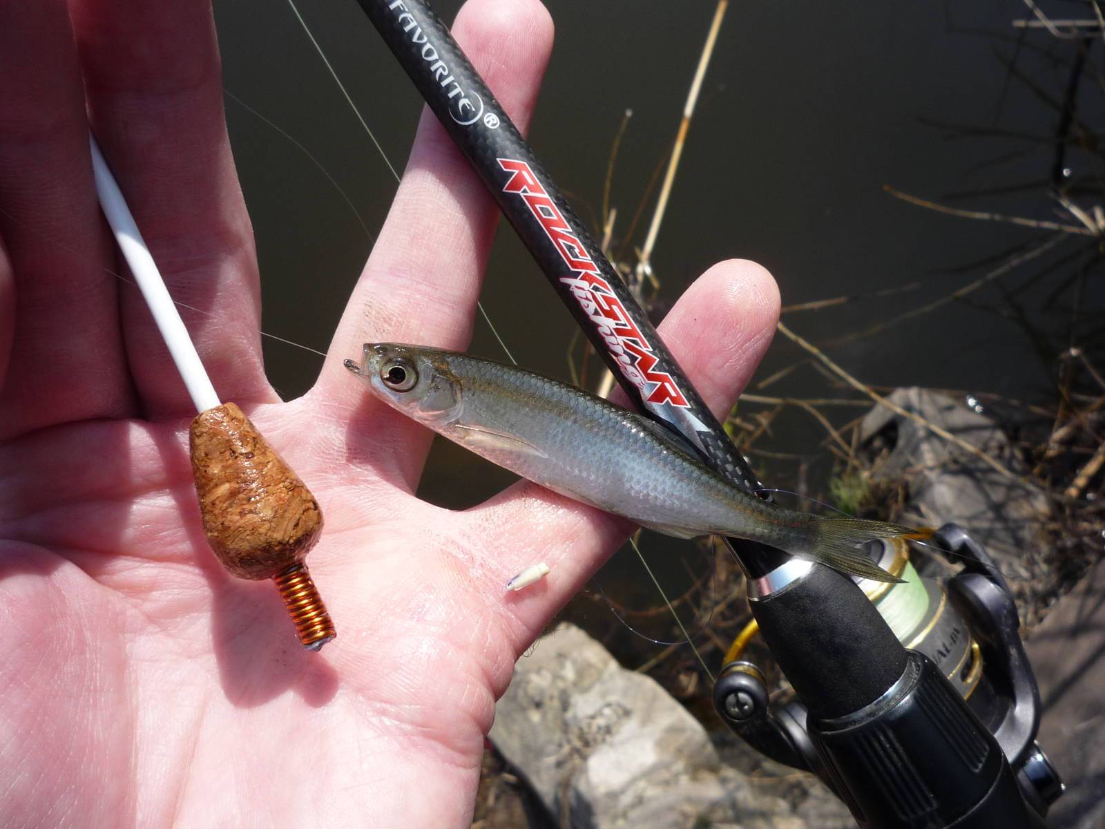 Как ловить уклейку – все о рыбалке