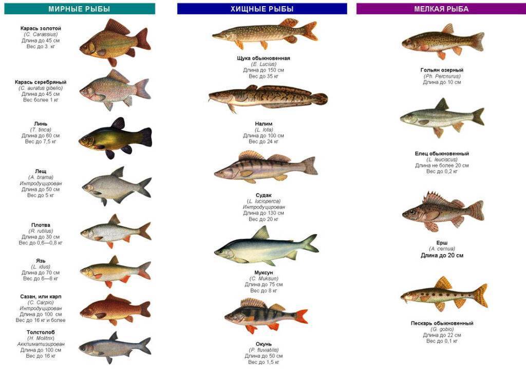 Паразиты в рыбе, опасные для человека: фото и названия рыбных паразитов