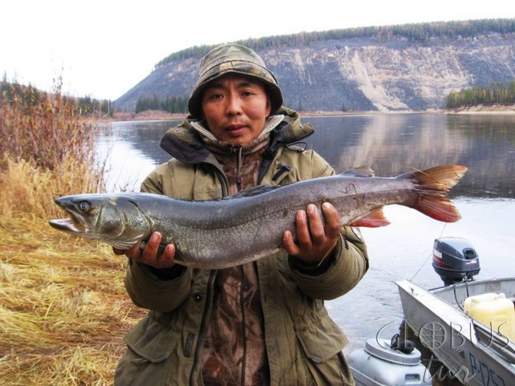 Рыбы якутии: фото, названия и описания видов