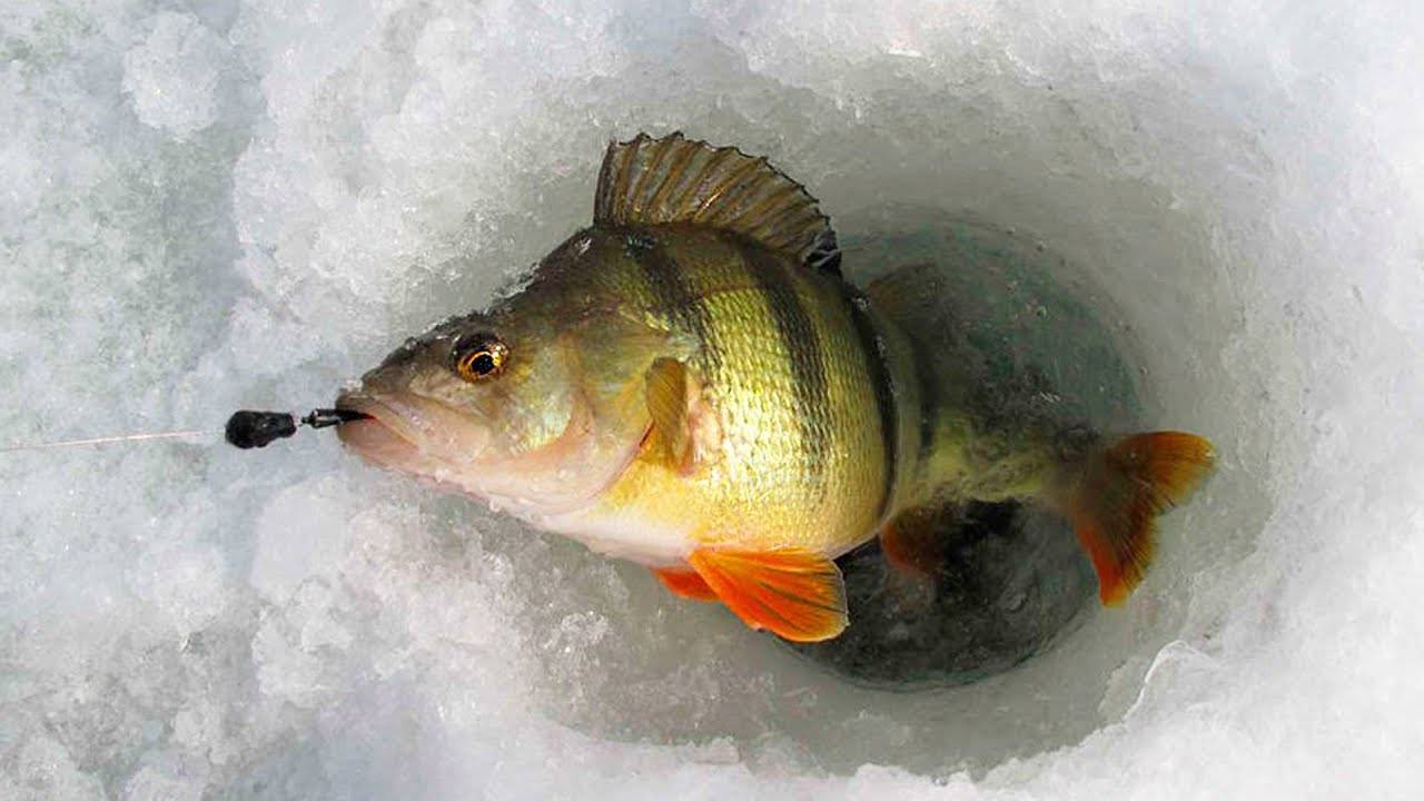 Ловля на безмотылку зимой различной рыбы: секреты и принципы ловли, обзор новых техник 2021 года