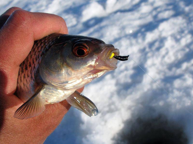 Как ловить плотву на мормышку и безмотылку зимой: техника и тактика зимней рыбалки