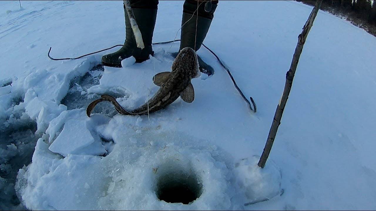 Ловля налима зимой: на реках и водоёмах