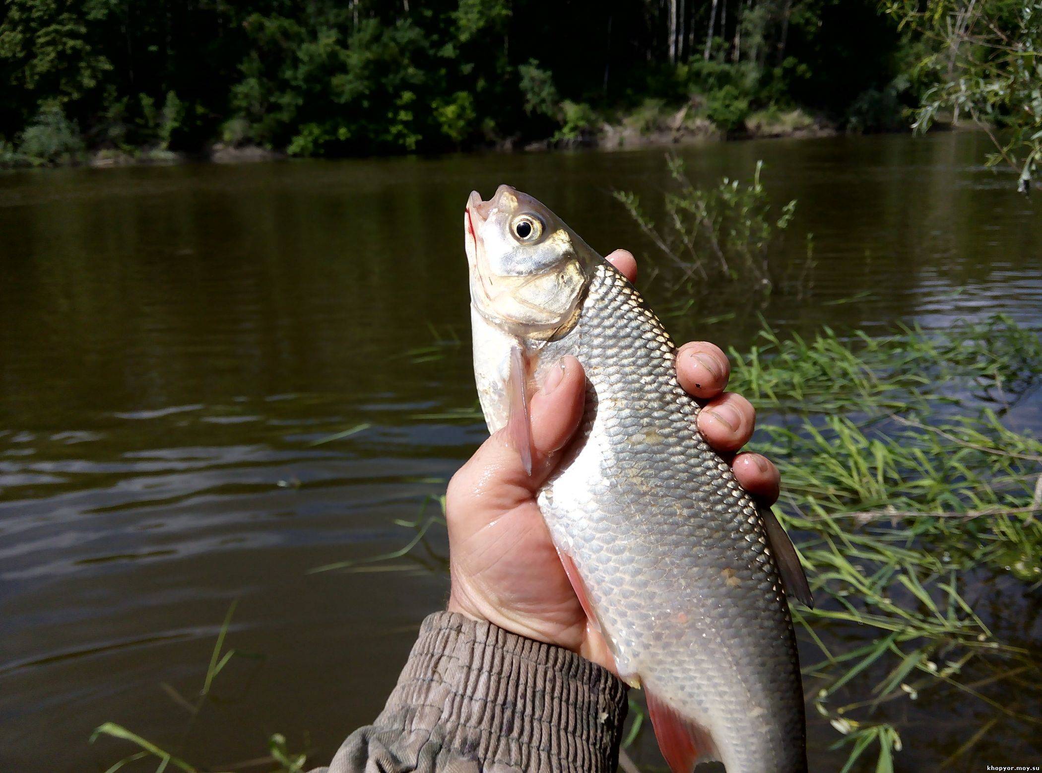 Рыбалка на реке хопер в воронежской области