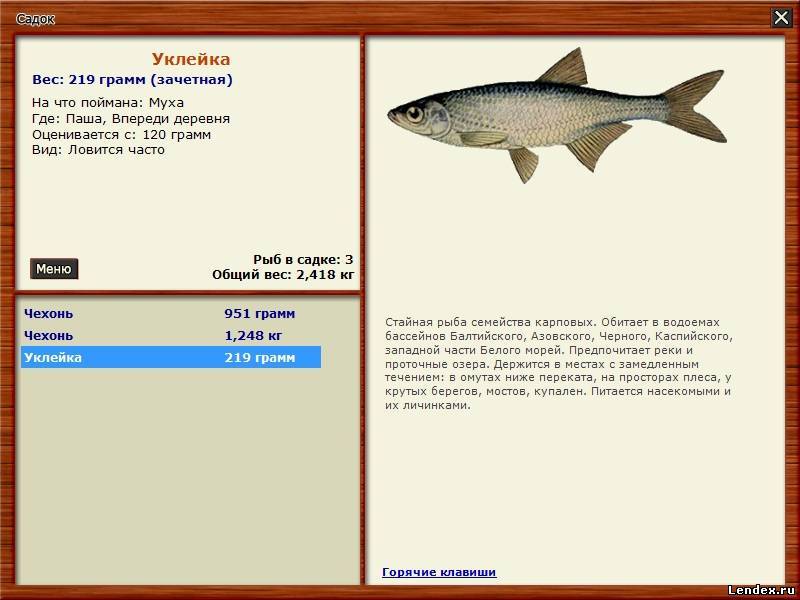 Уклейка, описание рыбы и ее ловля, фото особей