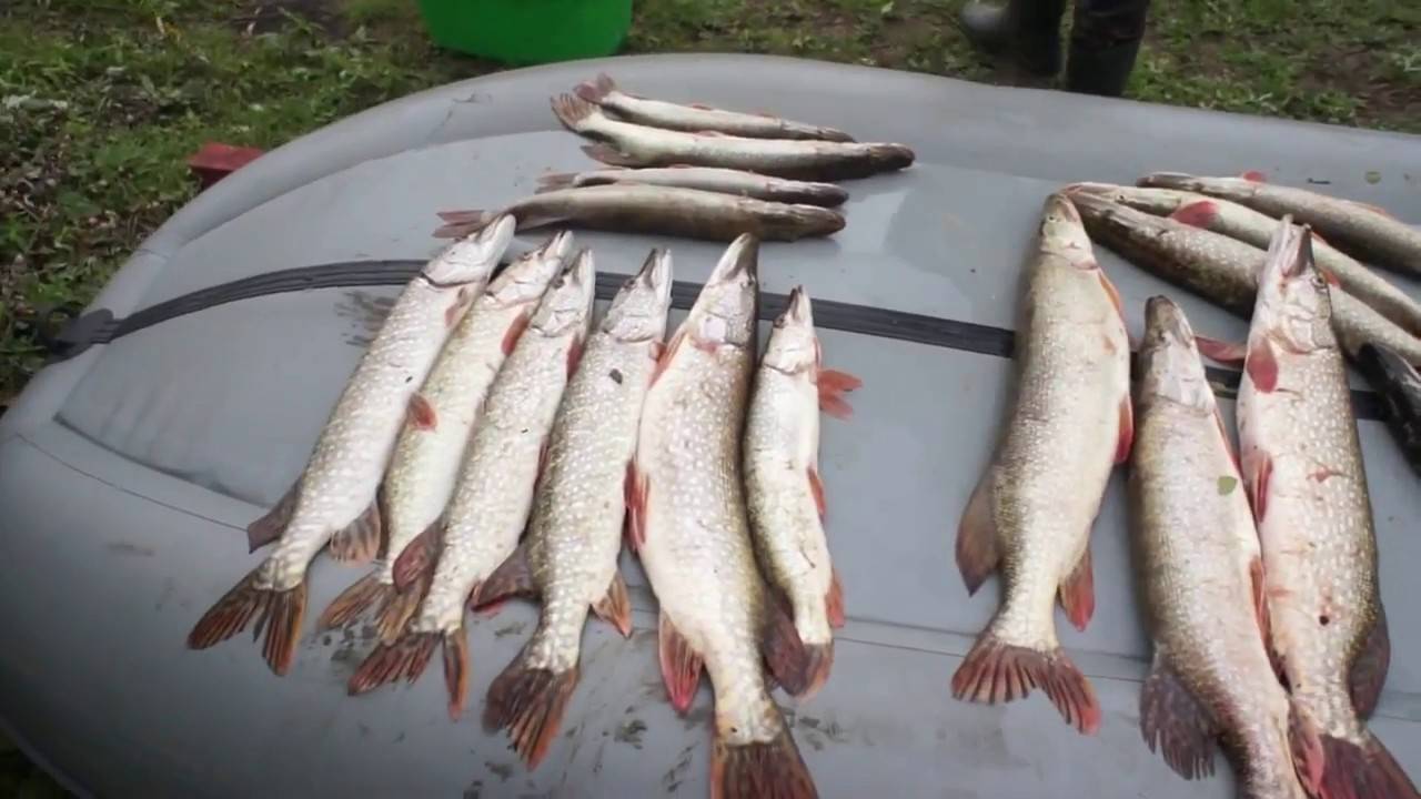 Рыбалка на налима на ишиме