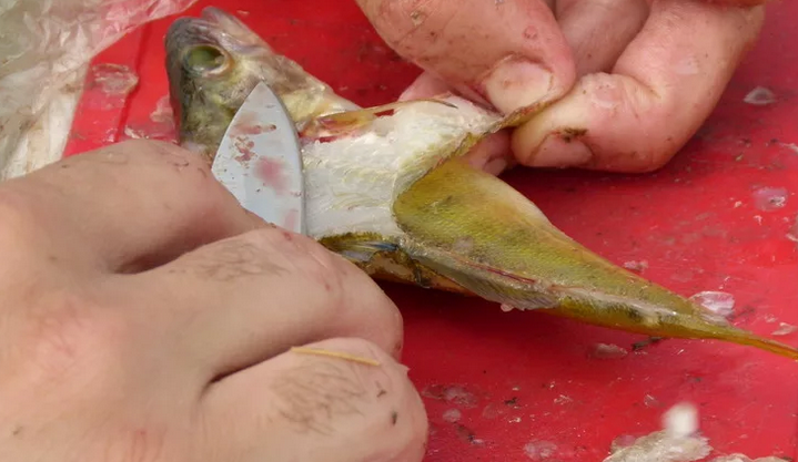 Очистка окуня: как почистить рыбу с помощью кипятка, быстрое удаление чешуи, разделка замороженного продукта
