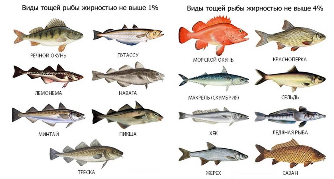Морская рыба нежирных сортов. жирные сорта морской и речной рыбы: список. жирные сорта рыбы