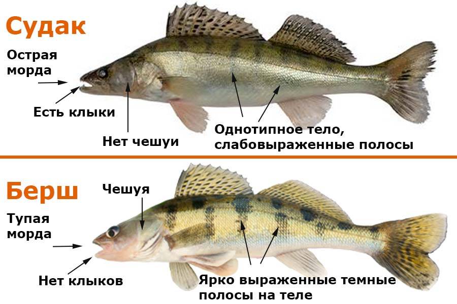 Судак и берш: отличия, внешний вид и образ жизни рыбы, ареал и повадки