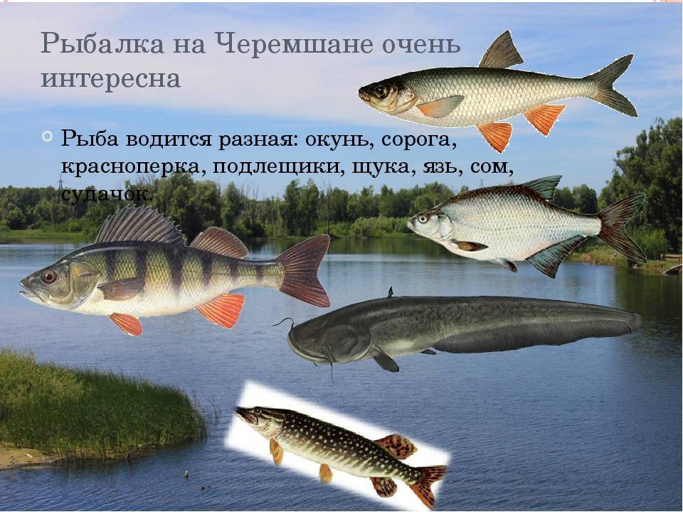 Куда съездить на рыбалку в пермском крае: места, где хорошо клюет