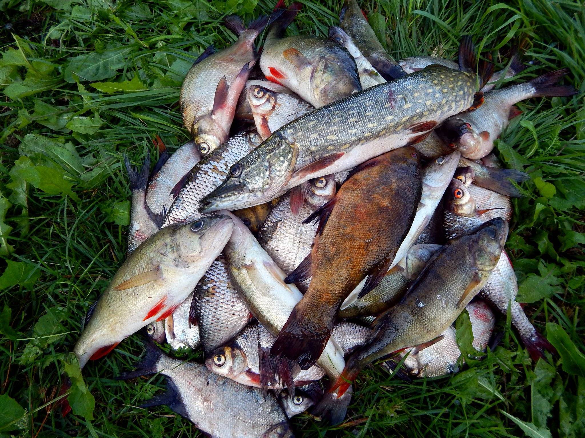 Рыбалка в брестской области: обзор рыбных мест, виды рыбы