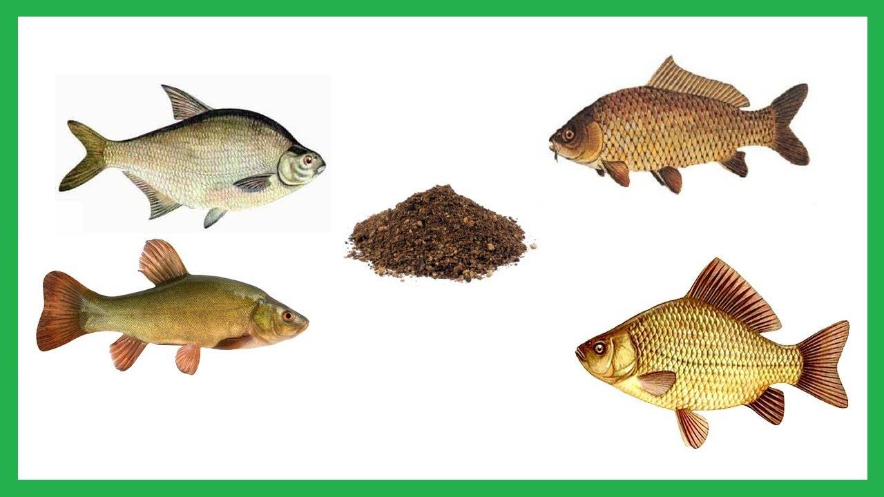 Сборник рецептов самых эффективных прикормок и привад для любого вида рыбы