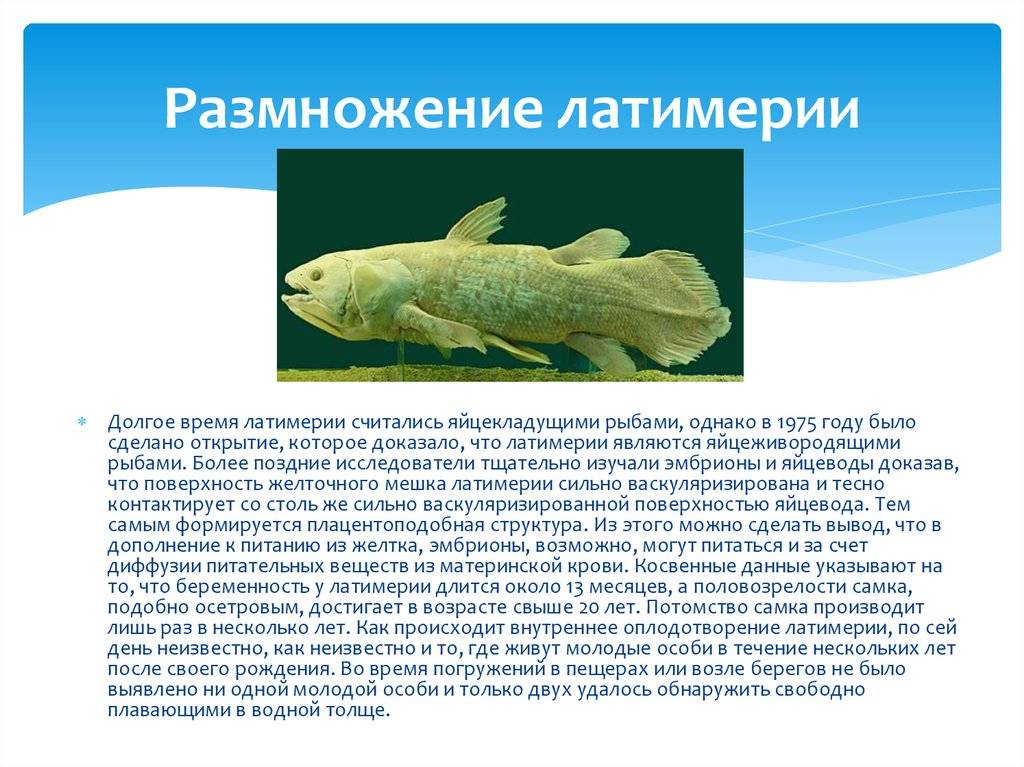 Латимерия. невероятная история чудо-рыбы