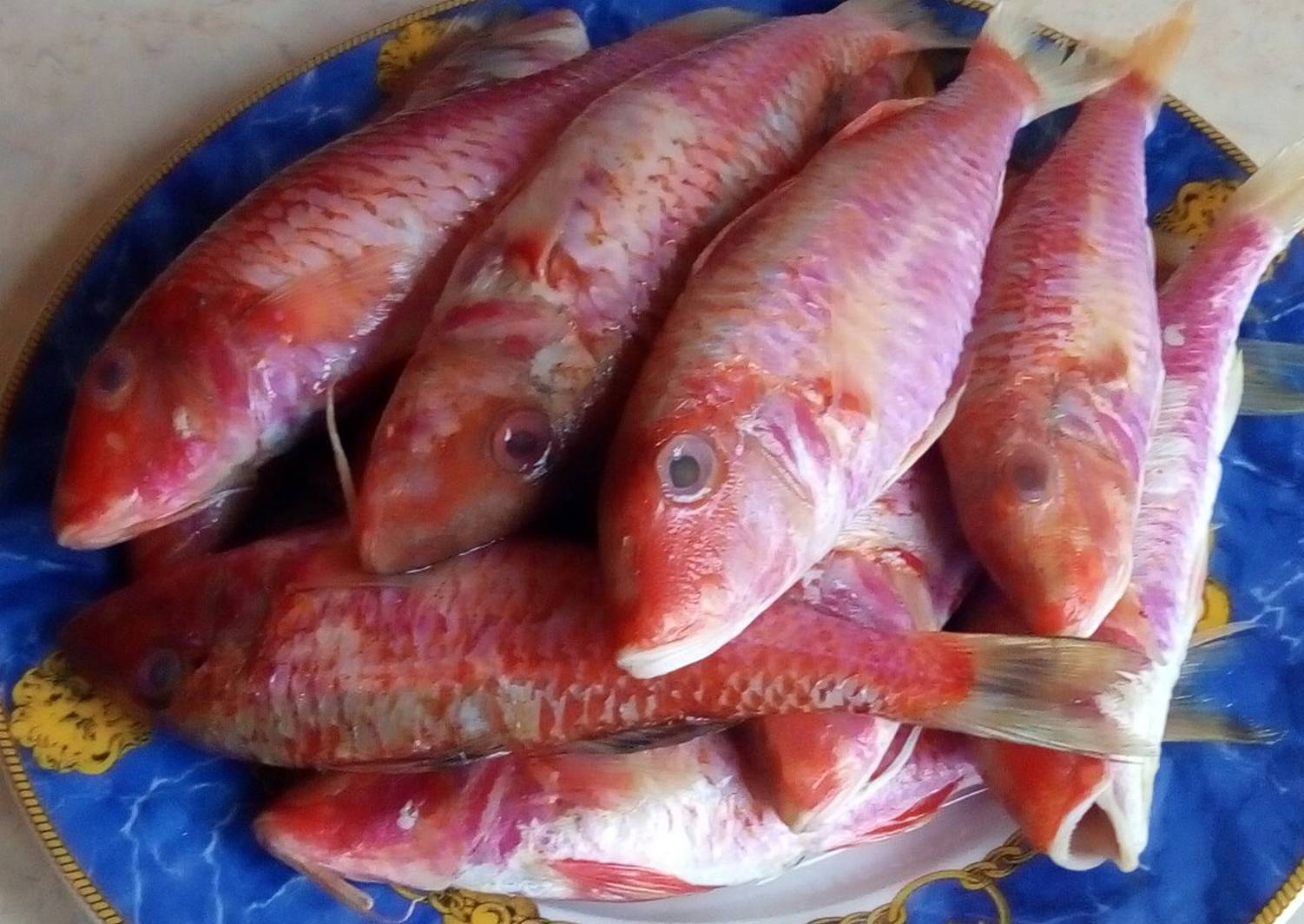 Барабулька - морская рыба, описание и фото