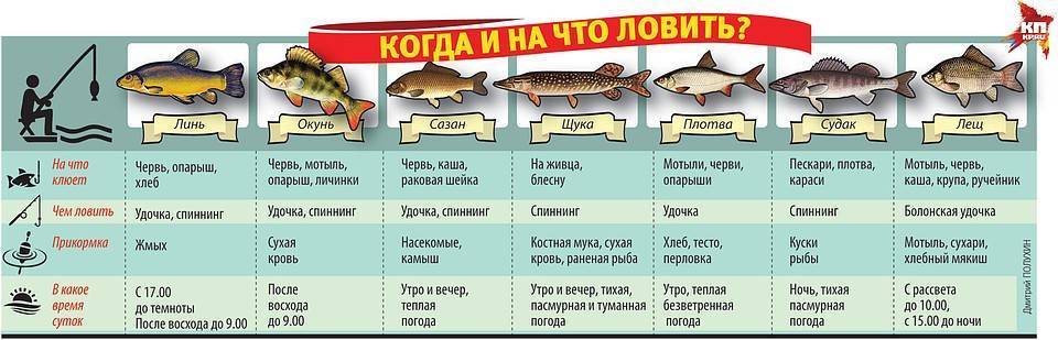 Описание рыбы судак
