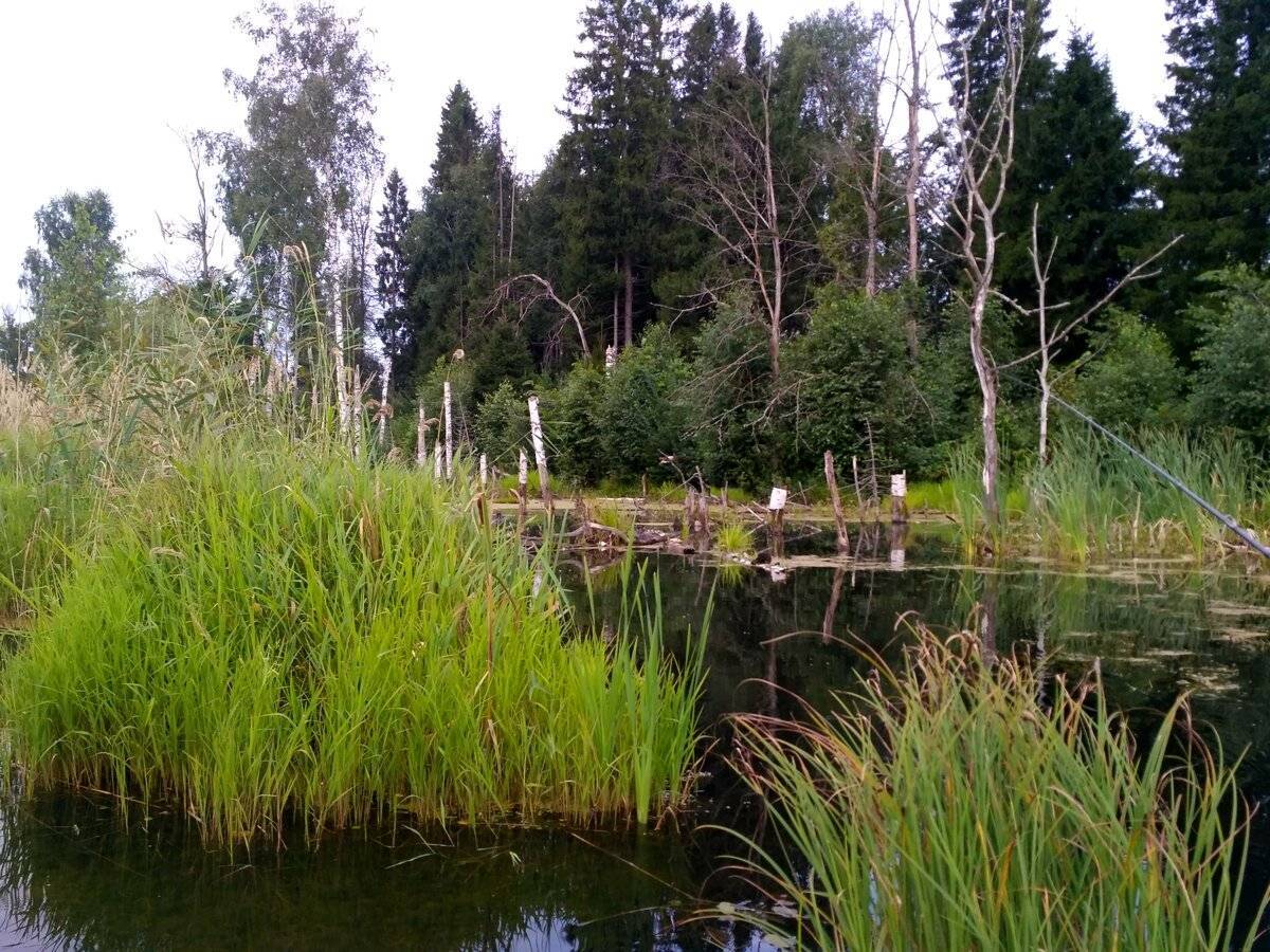 Рыбалка в удмуртии (в районе ижевска, усть-бельска): описание местных водоемов, где лучше ловить