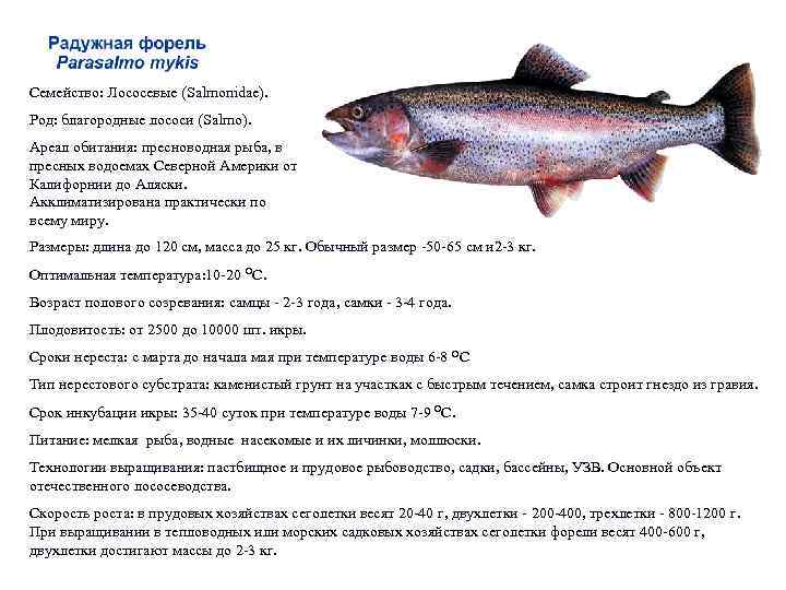 Рыбы красной книги россии | живность.ру