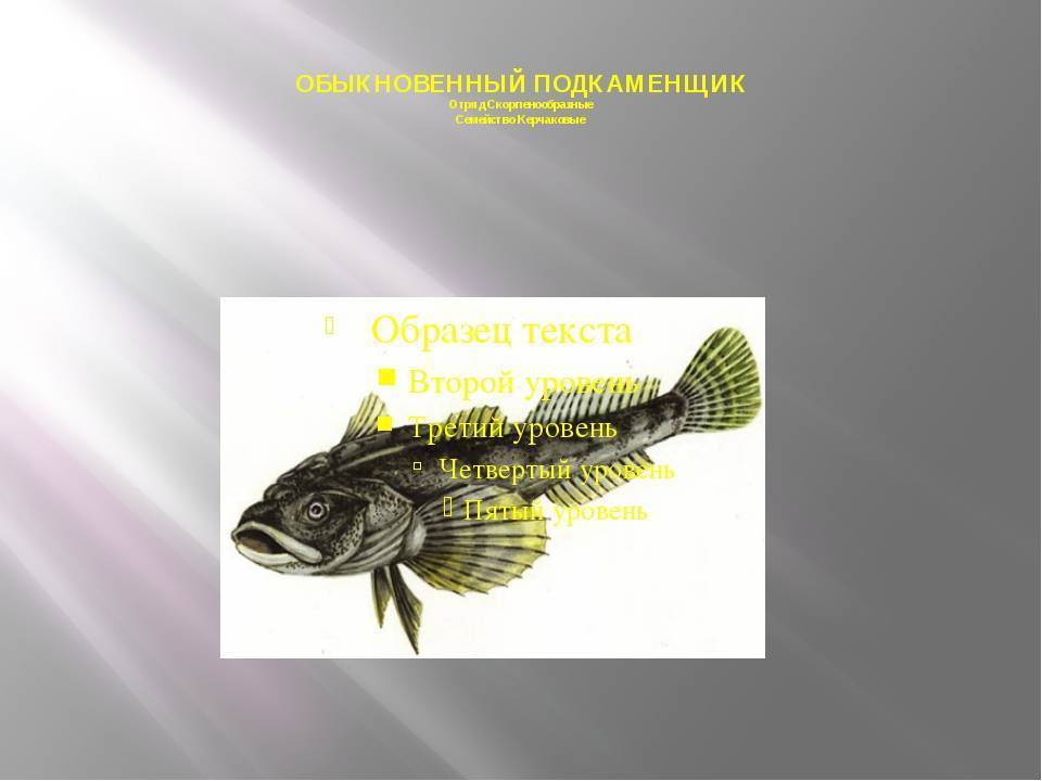 Бычок подкаменщик фото и описание – каталог рыб, смотреть онлайн