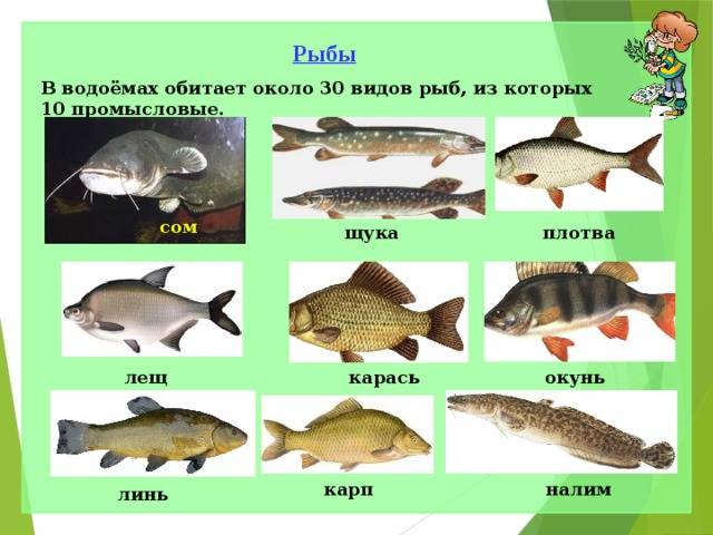 Рыбалка в чайковском. пермский край, г. чайковский, река кама