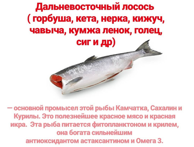 Что лучше: кета или сёмга, в чём разница и отличия между ними, что дороже и вкуснее, как отличить рыбу