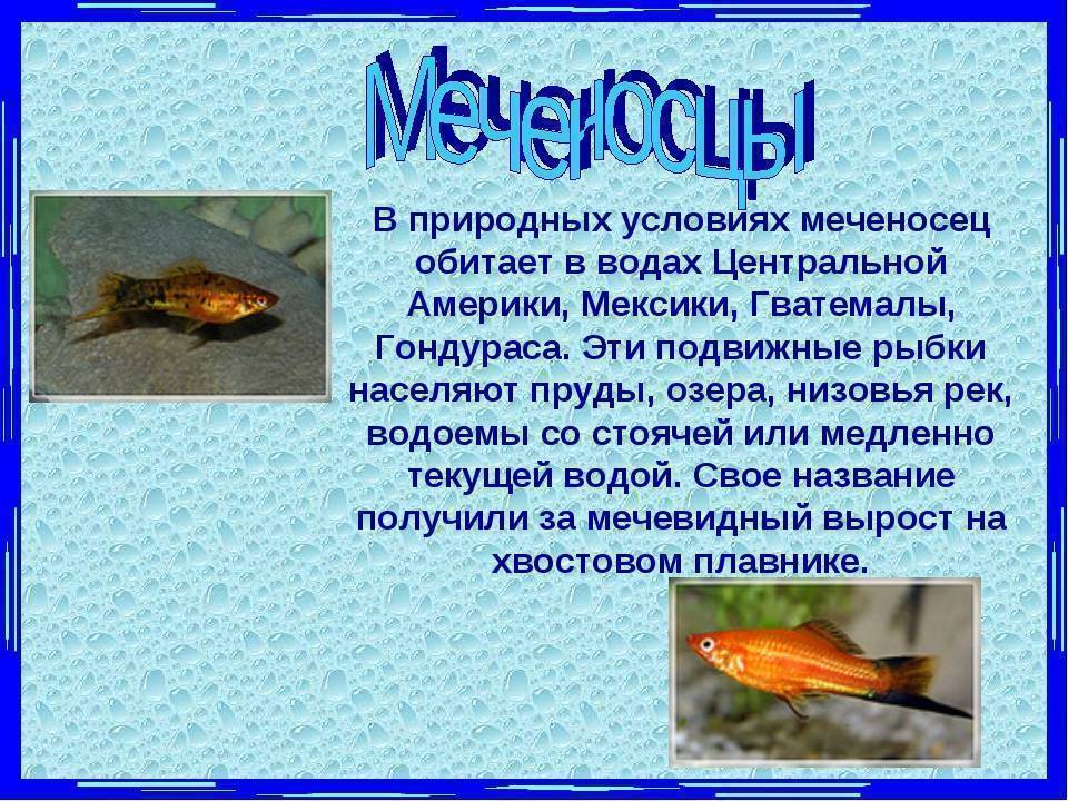 Аквариумная рыбка меченосец- разновидности и их содержание