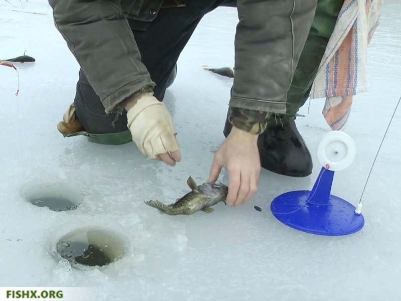 Ловля ротана зимой: снасти, приманки, техника ловли со льда