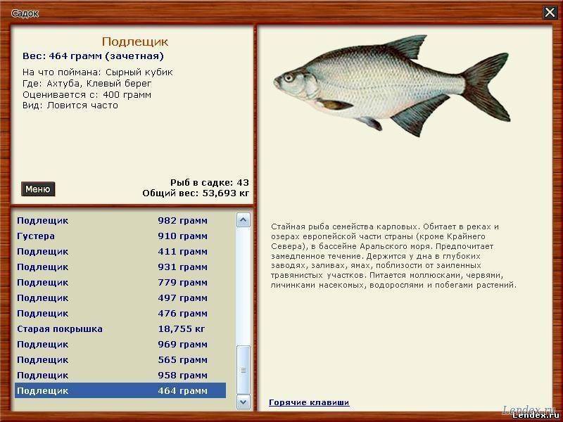 Рыбалка на белом море — какая рыба водится (фото и названия), лучшие рыболовные базы