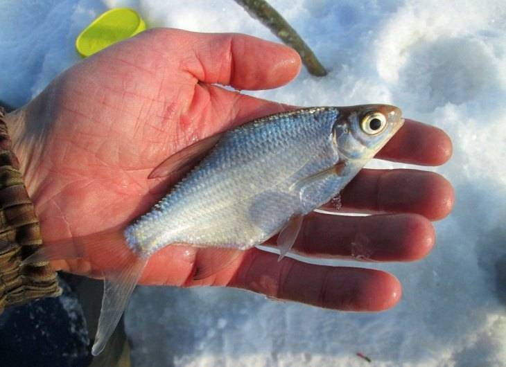 Живец зимой. заготовка и хранение живца для зимней рыбалки