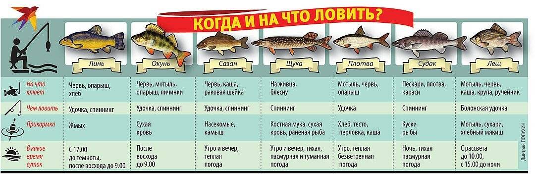 Какая рыба клюёт осенью - особенности различных видов