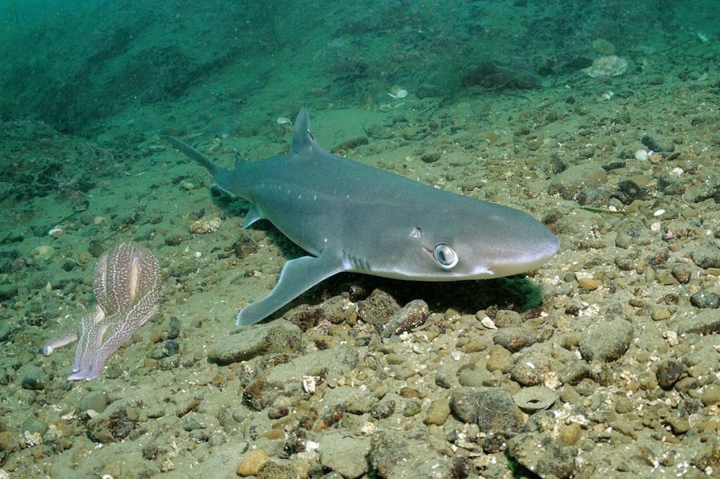 Катран: черноморская колючая акула, что это за рыба, опасна ли для человека, фото и описание, размеры