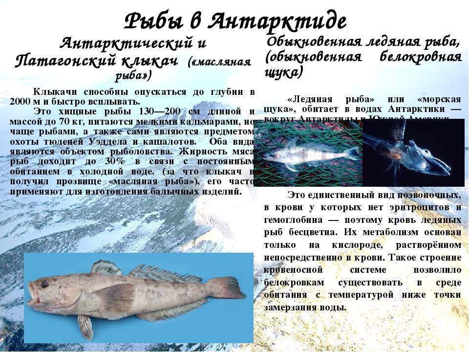 Ледяная рыба - свойства и польза с фото, приготовление, рецепты с ней