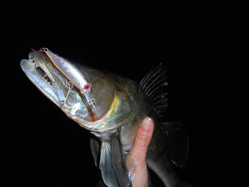 Ловля судака ночью: место рыбалки, выбор снастей и приманок
