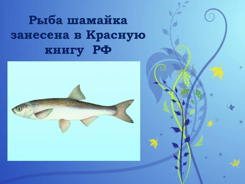 Шемая: рыбы из красной книги россии, описание
