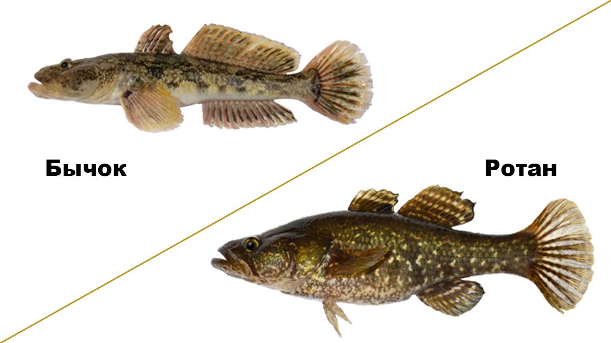 Рыба ротан – съедобная или нет?