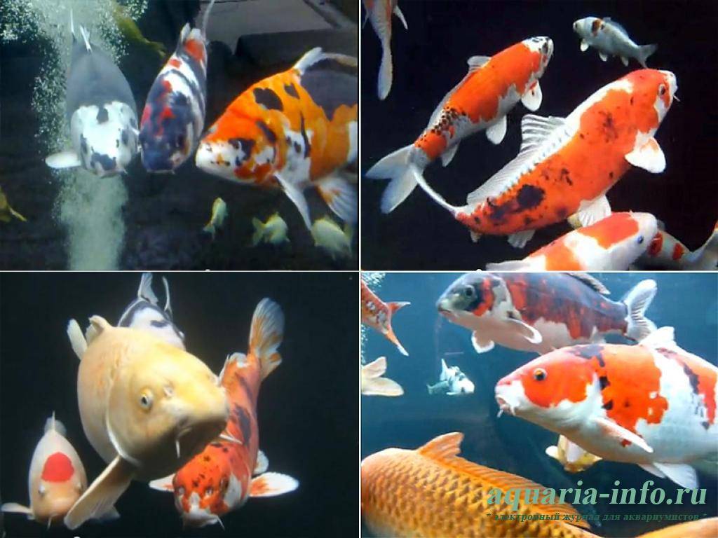 Карпы кои в аквариуме: сколько живут, содержание и разведение, особенности кормления, болезни рыб