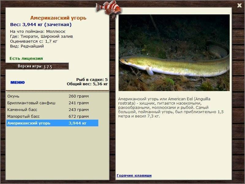 Язь - подробное описание рыбы: где обитает, чем питается