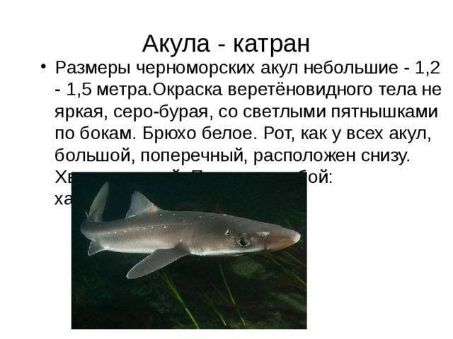 Черноморская акула катран