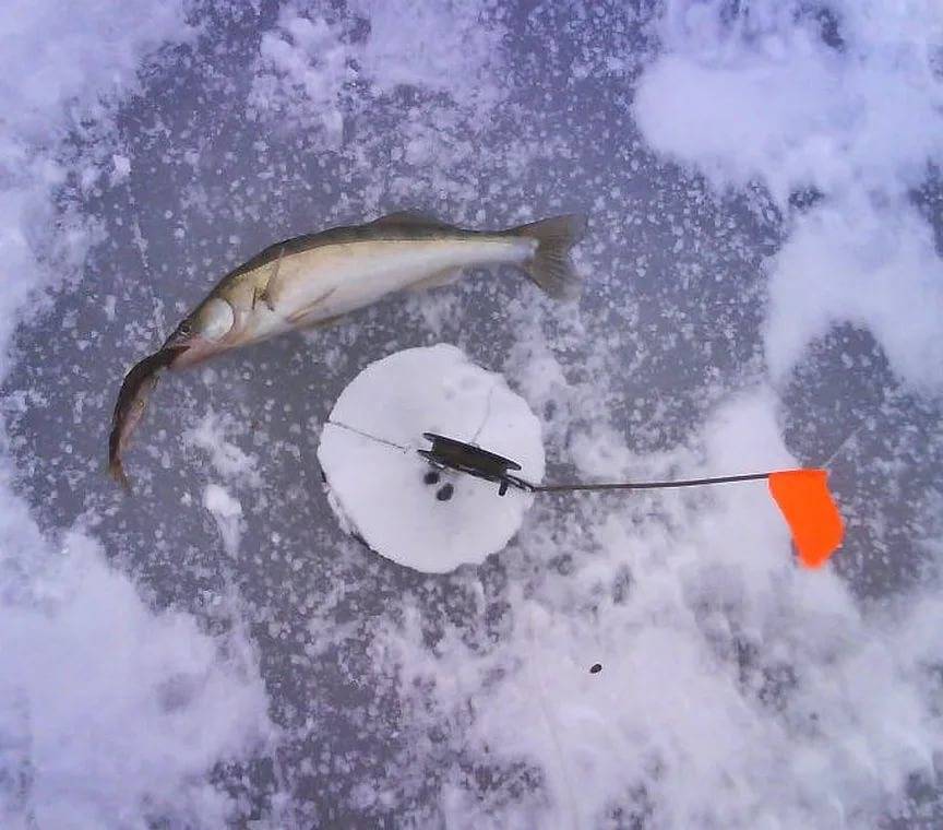 Уловистые оснастки и приманки для зимней рыбалки своими руками