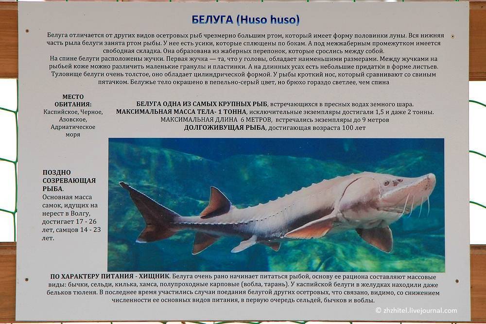 Белуга (рыба): описание и фото :: syl.ru