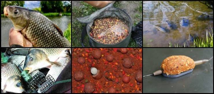 Изготовление и ловля карпа на бойлы: актуальные рецепты, монтаж снасти