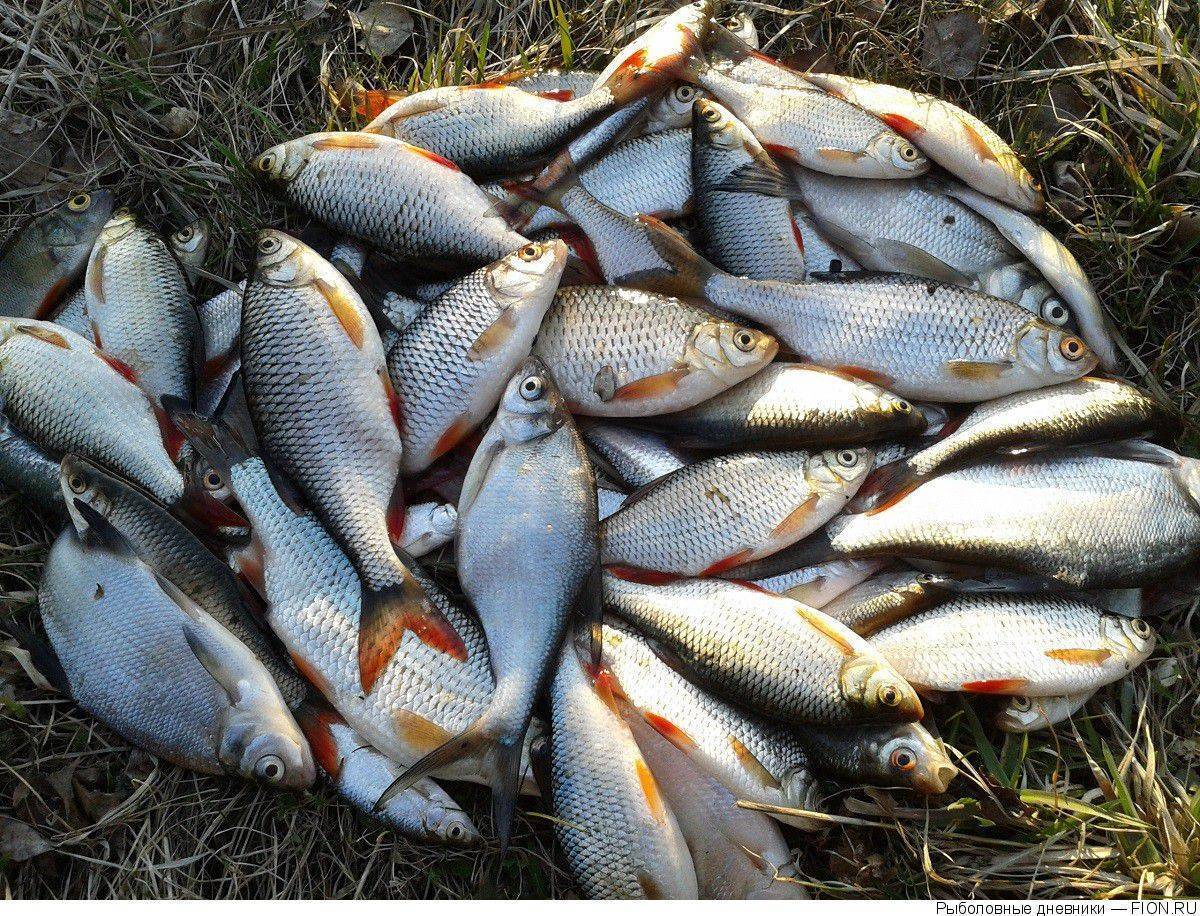 Рыбалка в ярославской области: клев рыбы, платная рыбалка