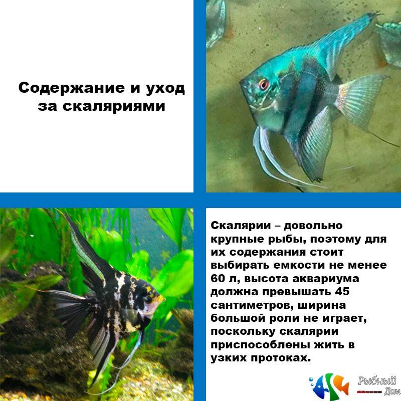 Условия содержания, посадка и совместимость аквариумного растения с рыбками