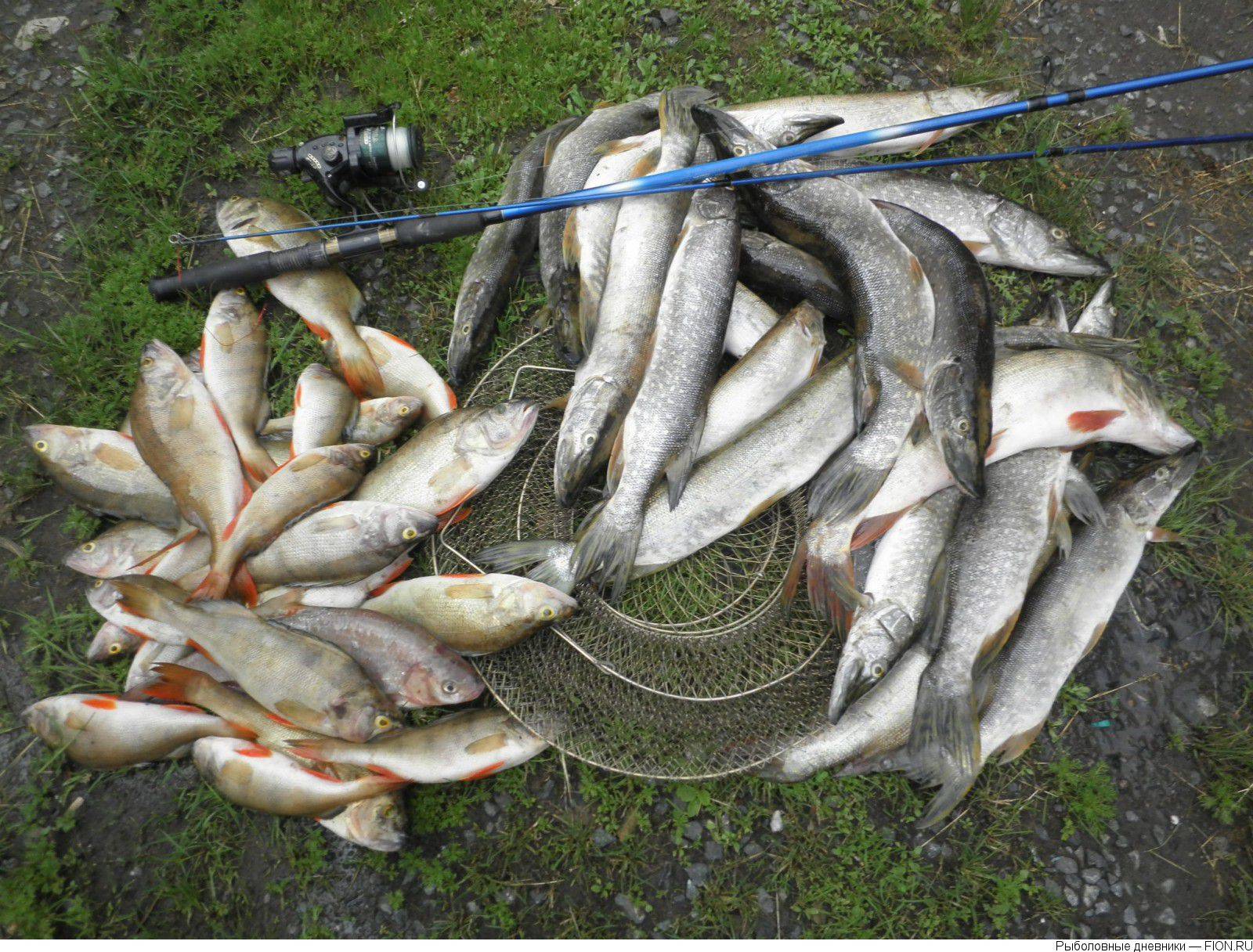 Рыбалка на иртыше: лучшие места для ловли рыбы на реке