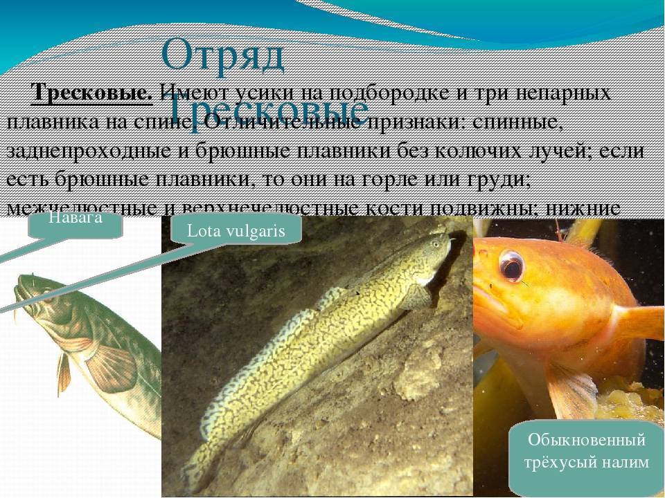 Налим: описание рыбы, места обитания, что ест, нерест