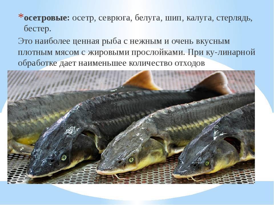 Семейство осетровых рыб с описанием и фото