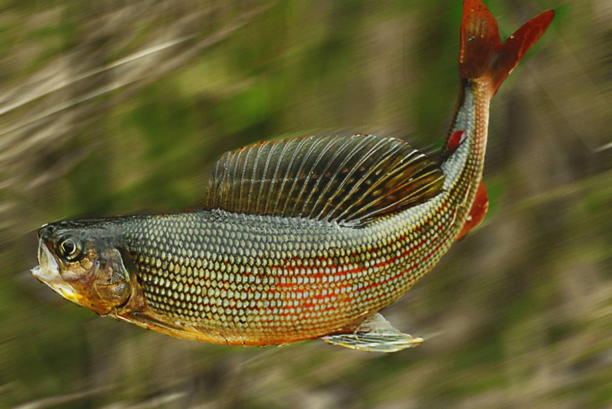 Речная рыба с красными плавниками название